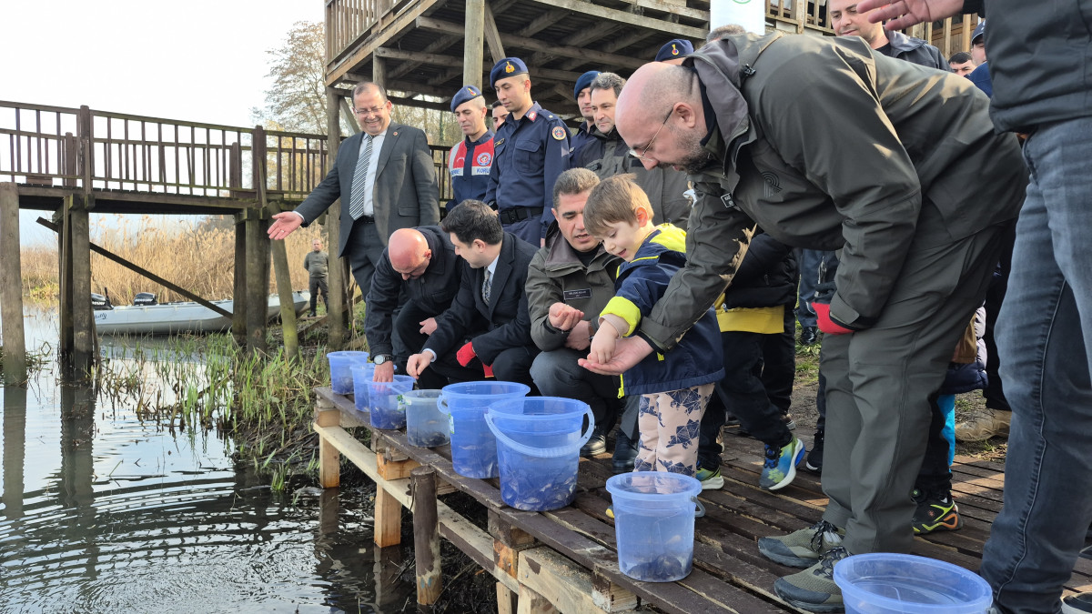 Tarihi Efteni Gölü yavru sazanların yeni evi oldu